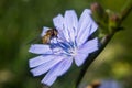 Bee up close.Anthophila.Hymenoptera Royalty Free Stock Photo