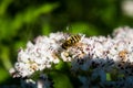 Bee up close.Anthophila.Hymenoptera