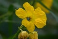 Beautiful bee sucking honey in yellow flower Royalty Free Stock Photo
