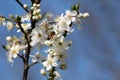 Beautiful bee on top of white pear tree flower growing on single branch surrounded with other open blooming flowers Royalty Free Stock Photo