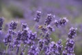 Beautiful bee and violet lavender flower field Royalty Free Stock Photo