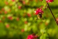 Beautiful Bee with wings pollinates pink flowers. Blurred background. Flying honey bee collecting bee pollen from pink blossom Royalty Free Stock Photo