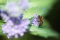 Beautiful bee working on purple flower Royalty Free Stock Photo