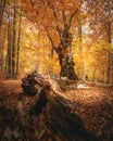 Beautiful beech forest with a fallen tree in the foreground. Amazing fall scenery Royalty Free Stock Photo
