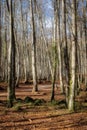 Beautiful beech forest in a sunny day in springtime Royalty Free Stock Photo