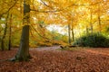 A beautiful beech tree wood in golden autumn colours