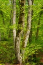 beautiful beech trunks in springtime forest Royalty Free Stock Photo