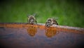 Bees Drinking from Bird Bath Royalty Free Stock Photo