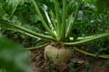 Beautiful beet plant growing in field, closeup