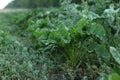Beautiful beet plants with green leaves in field