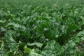 Beautiful beet plants with green leaves growing in field, closeup
