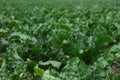 Beautiful beet plants with green leaves growing in field, closeup Royalty Free Stock Photo