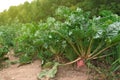 Beautiful beet plants with green leaves outdoors Royalty Free Stock Photo