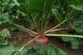 Beautiful beet plants growing in field, closeup