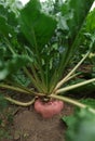 Beautiful beet plants growing in field, closeup