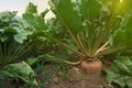 Beautiful beet plants growing in field, closeup