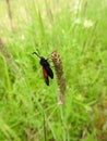 Beautiful bug on brown grass, Lithuania Royalty Free Stock Photo