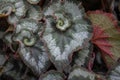 Beautiful begonia escargot flower Royalty Free Stock Photo