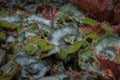 Beautiful begonia escargot flower Royalty Free Stock Photo