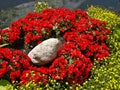 Beautiful Begonia Tuberhybrida flowers Royalty Free Stock Photo