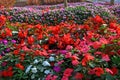 Beautiful begonia and vinca flowers