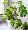 Beautiful Begonia in white flowerpot on windowsill. Genus of perennial flowering plants in the family Begoniaceae. Royalty Free Stock Photo