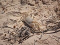 Beautiful behind shot of a cute crab on the sand beach