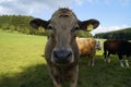 a beautiful beige bull looking closely into the camera in the Bavarian village Birkach in Germany