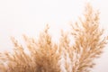 Beautiful beige dried flowers on white background.