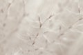 Beautiful beige dried fluffy romantic flowers with seeds floral branches cute wallpaper detailed macro