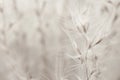 Beautiful beige dried fluffy romantic flowers with seeds floral branches cute wallpaper macro