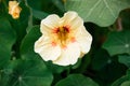 Beautiful beige flower.