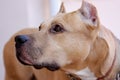 Beautiful beige mature American PitBull terrier, old school ear cut. Close up portrait of serious wise aged dog-male.