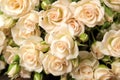 Beautiful beige mini roses close up. Beautiful flowers. holidays