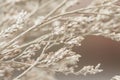 Beautiful beige neutral colors dried romantic lovely flowers branches wallpaper with blur light brown background macro