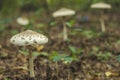 Beautiful beige oadstool, mushroom close up. Narcotic mushrooms Royalty Free Stock Photo