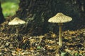 Beautiful beige oadstool, mushroom close up. Narcotic mushrooms Royalty Free Stock Photo