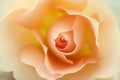 Beautiful beige rose