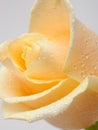 Beautiful beige rose flower with water drops