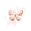 Beautiful beige watercolor abstract translucent butterfly on the white background. Royalty Free Stock Photo