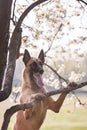 Beautiful belgian shepherd malinois dog