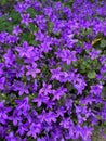 Beautiful bellflowers growing in garden, closeup view