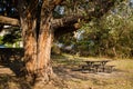 Beautiful Bench park in autumn season with a big tree and warm sunset light in Sydney, Australia. Royalty Free Stock Photo