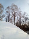 A beautiful bend of a small snow-covered hill against the backdrop of a winter grove. Vertical photography. Photo wallpaper