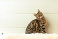 The beautiful Bengal cat on the carpet