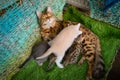 A beautiful Bengal cat feeds kittens of different litters. Adorable small kittens with mother cat. Royalty Free Stock Photo