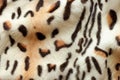 Bengal cat fur pattern texture, wild natural background of spots, rosettes and marbling on skin of leopard cat