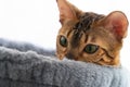 Beautiful bengal cat laying on the scratching post in hammock