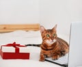 Beautiful bengal cat lying by festive gift box on bed looking at monitor of laptop in white home interior.Copy space