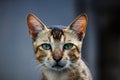 Beautiful Bengal cat portrait Royalty Free Stock Photo